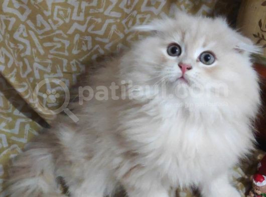Bri̇ti̇sh Shorthai̇r-Longhai̇r Yavrularim